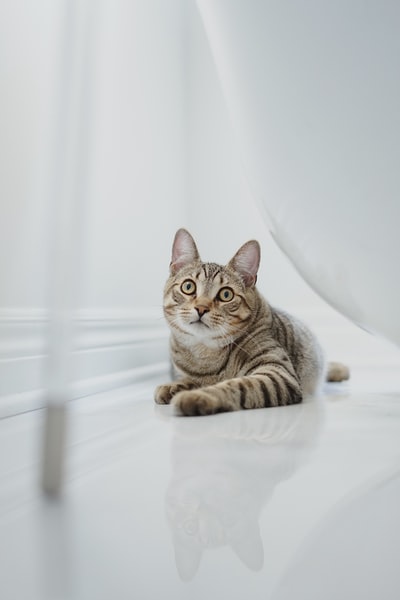 Brown spots on white fabric cat
